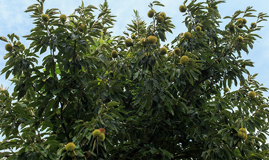 如何種植栗樹(shù)遷西板栗廠(chǎng)家告訴您